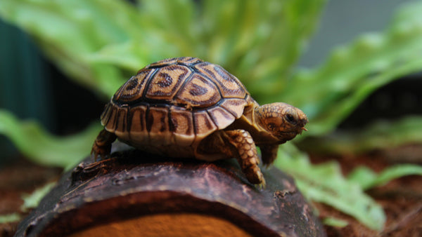 What to Know Before Buying a Tortoise - Pisces Pet Emporium