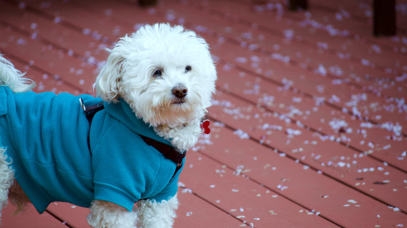 Dressing Your Dog For Success - Pisces Pet Emporium
