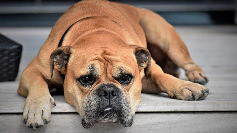 Keeping a Hot Dog Comfortably Cool - Pisces Pet Emporium