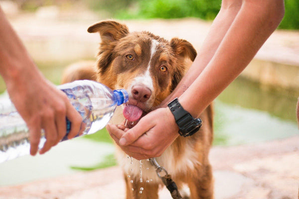 Heat Precautions & Hydration on the go - Pisces Pet Emporium