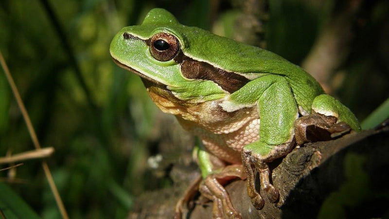 pet tree frog