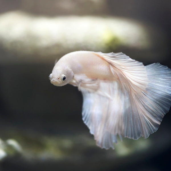 The Ultimate Guide to Caring for Betta Fish