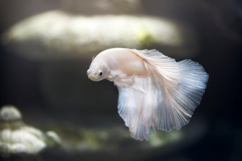 The Ultimate Guide to Caring for Betta Fish