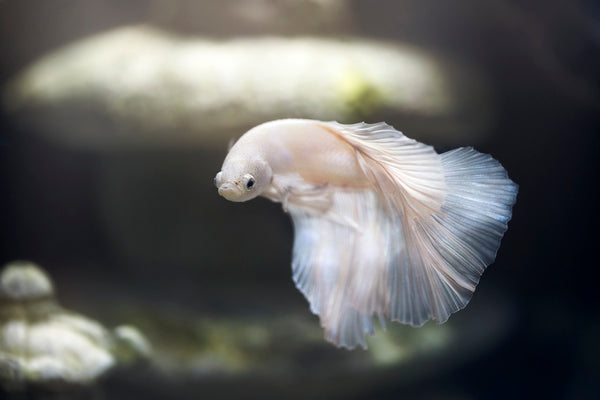 The Ultimate Guide to Caring for Betta Fish