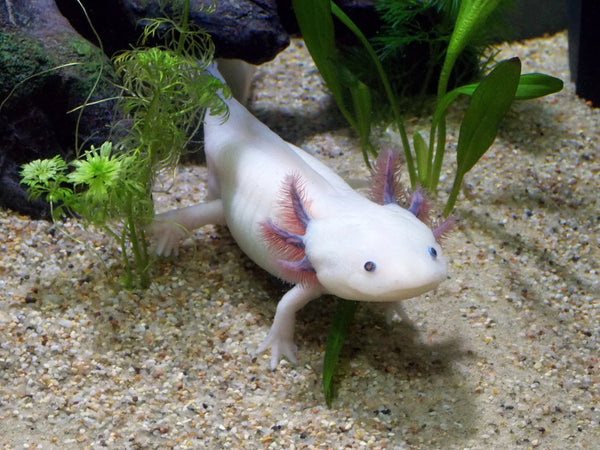 Everything You Need to Know About Keeping an Axolotl as a Pet