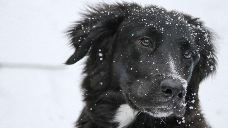 Getting Your Dog Ready For Winter! - Pisces Pet Emporium