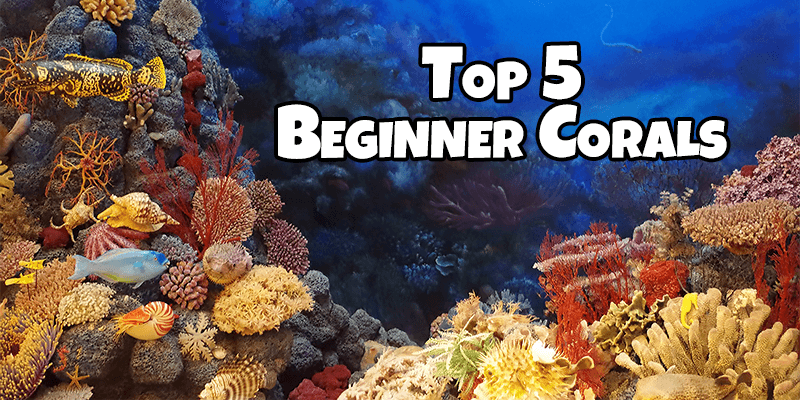Top 5 Beginner Corals - Pisces Pet Emporium