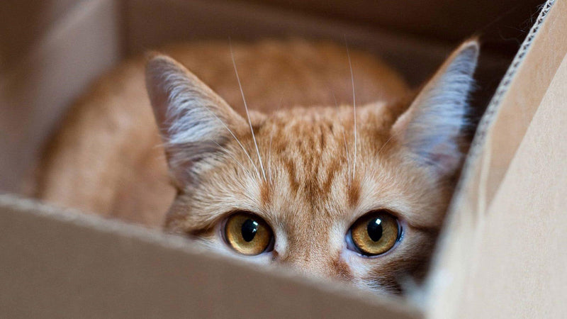 Why do Cats Like Boxes?! - Pisces Pet Emporium