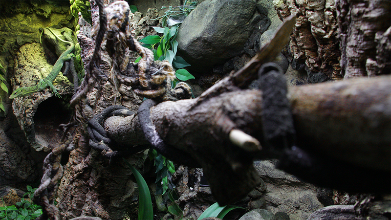 DIY Natural Terrarium Backdrop