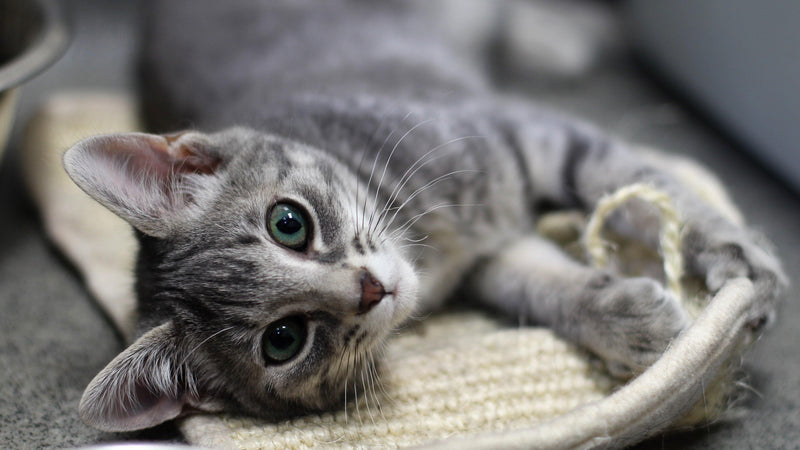 June is Adopt a Rescue Cat Month! - Pisces Pet Emporium
