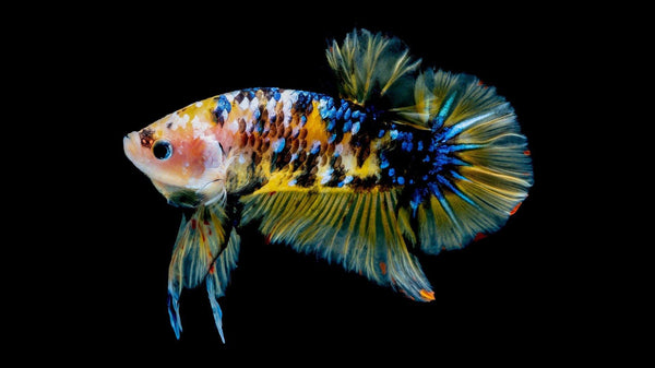5 Myths About Betta Fish That are NOT TRUE! - Pisces Pet Emporium