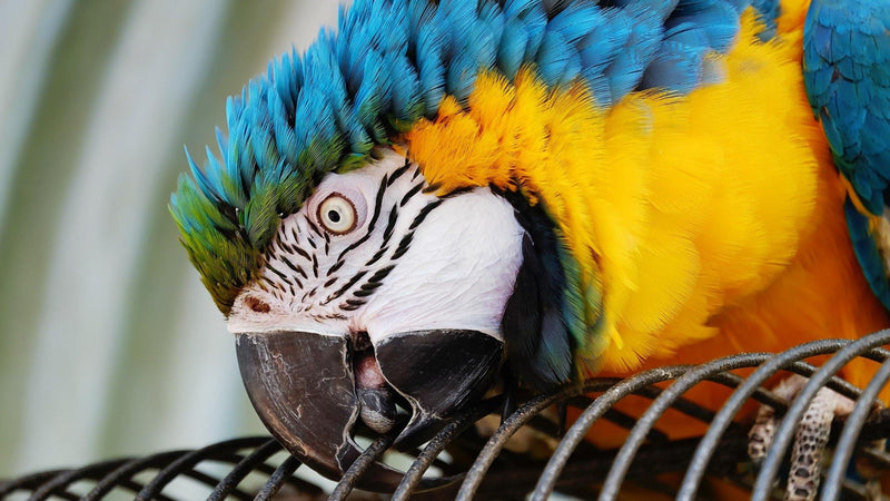 Getting Your Parrot Ready for Winter - Pisces Pet Emporium