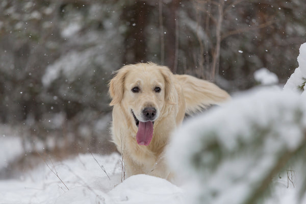 7 Ways to Protect Your Dog from Winter Conditions