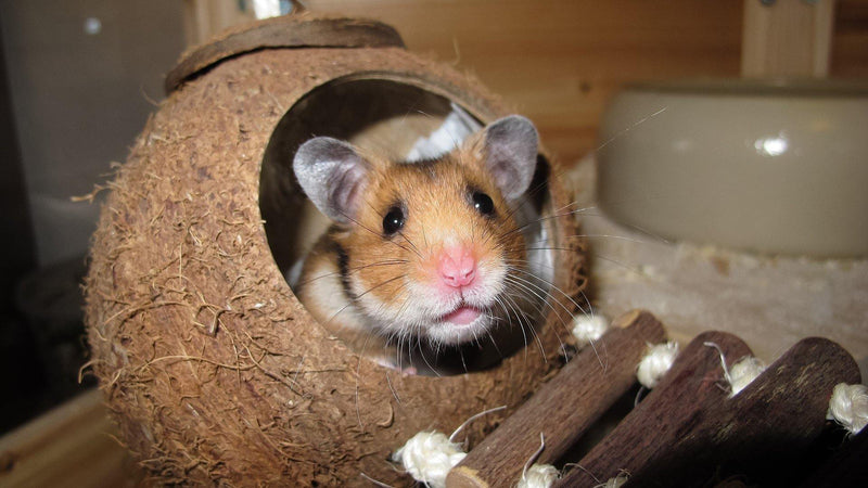 Golden hamster, Diet, Habitat & Lifespan