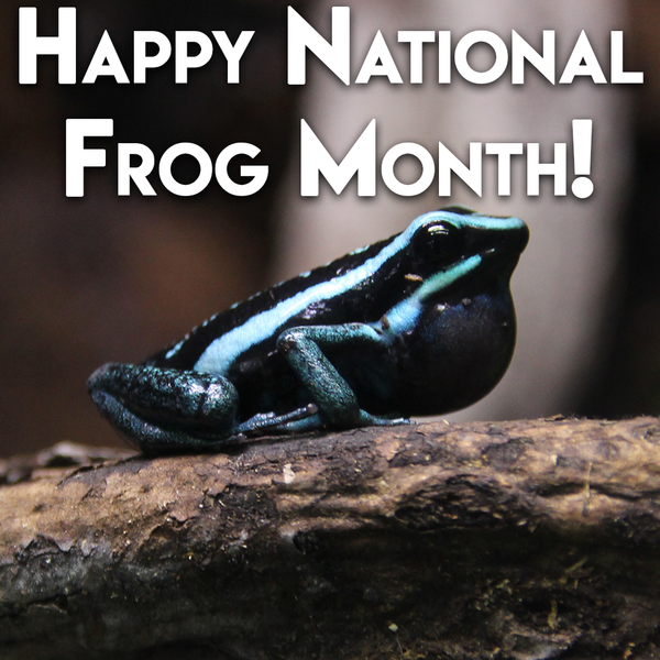 Happy National Frog Month! - Pisces Pet Emporium