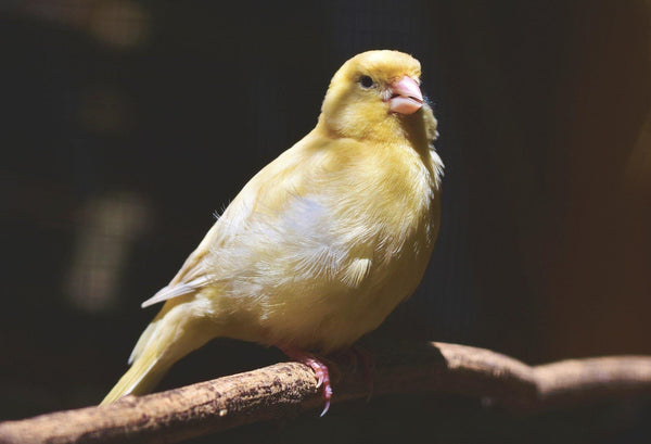Singing Canaries and Caring for Them - Pisces Pet Emporium