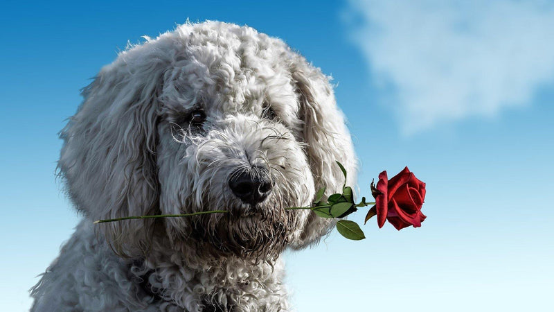 Having a Pet Perfect Valentines Day - Pisces Pet Emporium