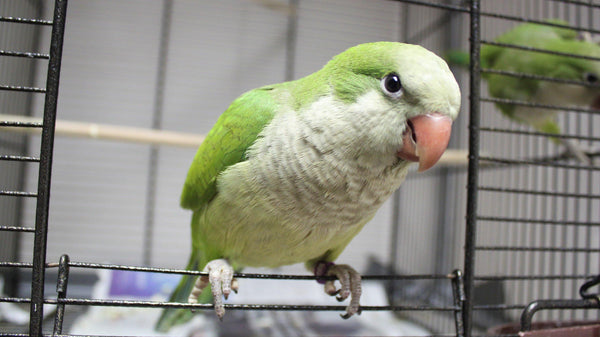 Quaker Parrots as Pets - Pisces Pet Emporium
