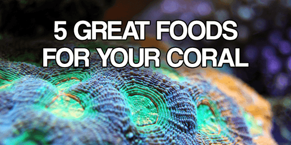 5 Great Foods For Your Corals - Pisces Pet Emporium