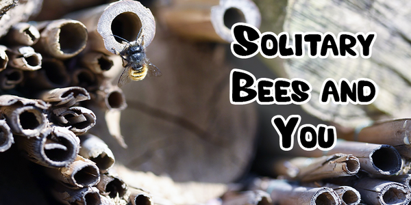 Solitary Bees and You - Pisces Pet Emporium