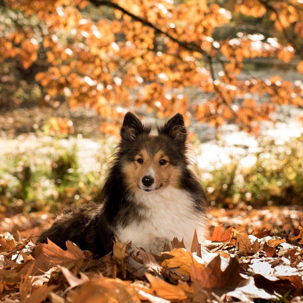 Dog sales fall allergies