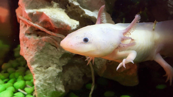 Fun Alternatives to Fish Aquariums! - Pisces Pet Emporium