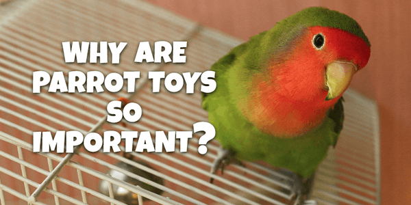 Why Are Parrot Toys So Important? - Pisces Pet Emporium
