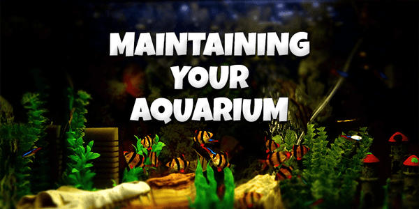 Maintaining your New Aquarium - Pisces Pet Emporium