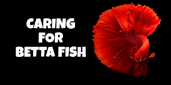 Caring for Betta Fish - Pisces Pet Emporium
