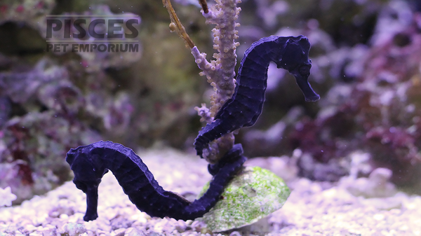 Basic Marine Seahorse Care Guide - Pisces Pet Emporium