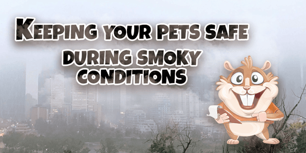Keeping Your Pets Safe During Smoky Conditions - Pisces Pet Emporium
