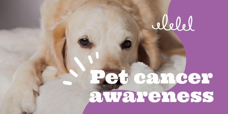 Pet Cancer Awareness: Top 10 Warning Signs & 5 Comfort Products - Pisces Pet Emporium