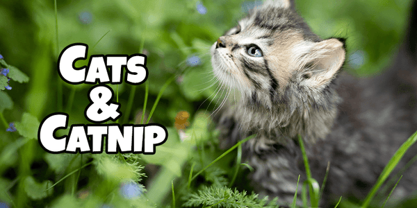 Cats and Catnip - Pisces Pet Emporium