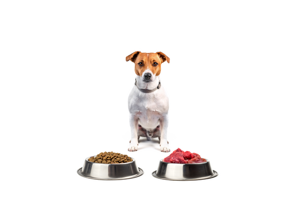 Pros of a Raw Food Diet for Your Dog