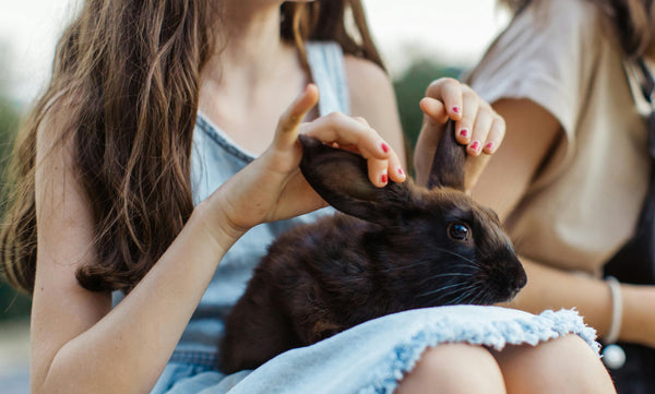 How to Bond with Your Bunny