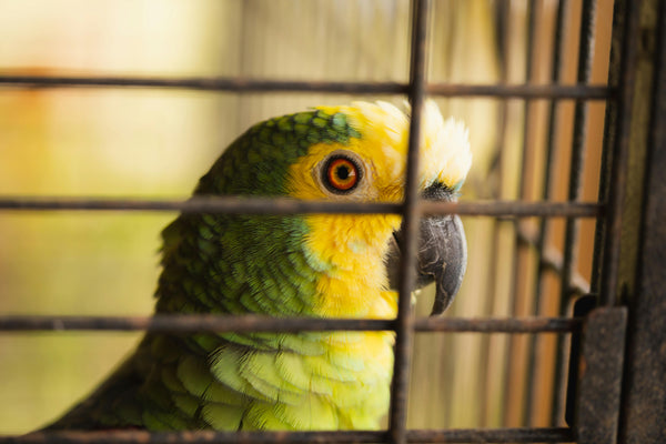 The Ultimate Guide to Setting Up the Perfect Cage for Your Pet Bird