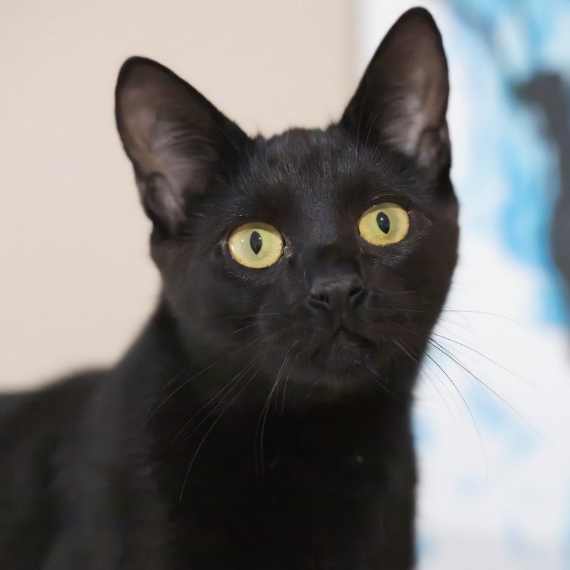 Black Cats: From Superstition to Snuggles