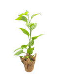 Capsicum chinense | Carolina Reaper Pepper Plant