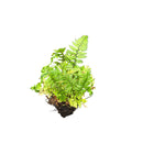 Polystichum tsussimense | Korean Rock Fern | PLUG