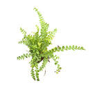 Nephrolepis cordifolia 'Duffii' | Lemon Button Fern | PLUG