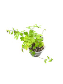 Adiantum raddianum Fragra | Maidenhair Fern | PLUG