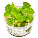 1-2-Grow! Plant Echinodorus grisebachii 'Tropica'