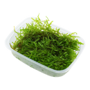 Tropica Vesicularia montagnei 'Christmas Moss' Portion