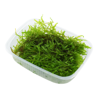 Tropica Vesicularia montagnei 'Christmas Moss' Portion