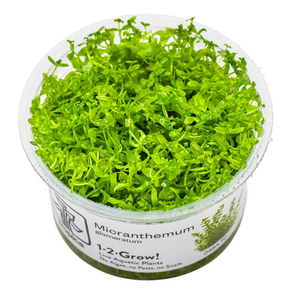 1-2-Grow! Plant Micranthemum glomeratum
