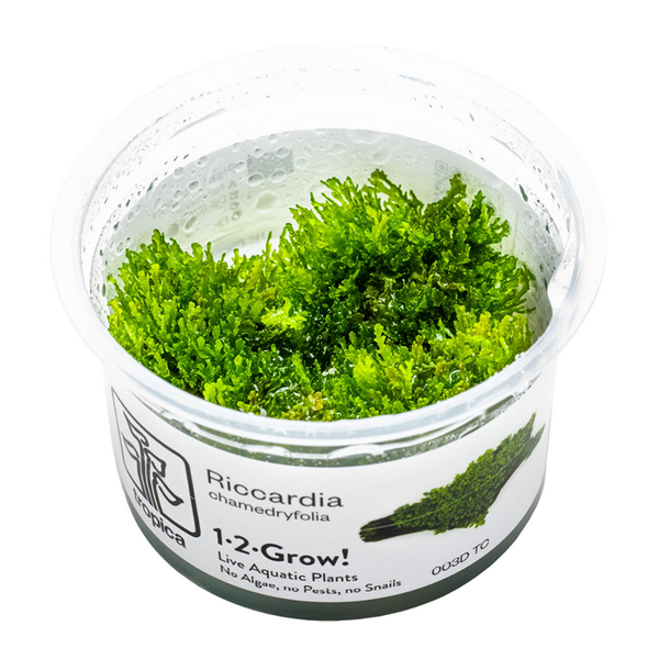 1-2-Grow! Plant Riccardia chamedryfolia