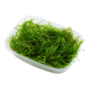 Tropica Vesicularia ferriei 'Weeping Moss' Portion