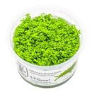 1-2-Grow! Plant Micranthemum callitrichoides 'Cuba'