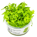 1-2-Grow! Plant Hygrophila odora