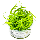 1-2-Grow! Plant Helanthium tenellum 'Green'